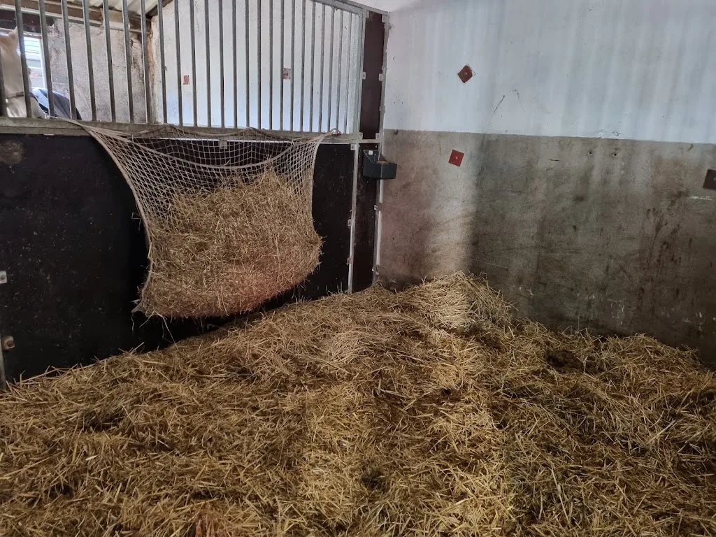 Four Star Stables - foto 1
