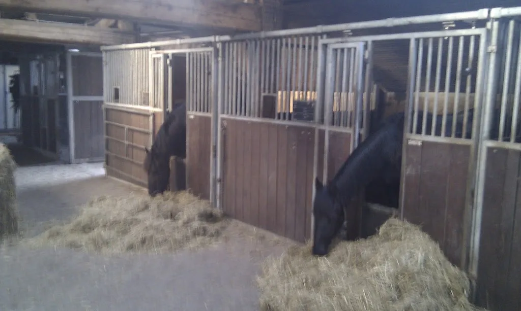pensionstal de paardenhoeve sheerenbroek . kampen overijssel - foto 3