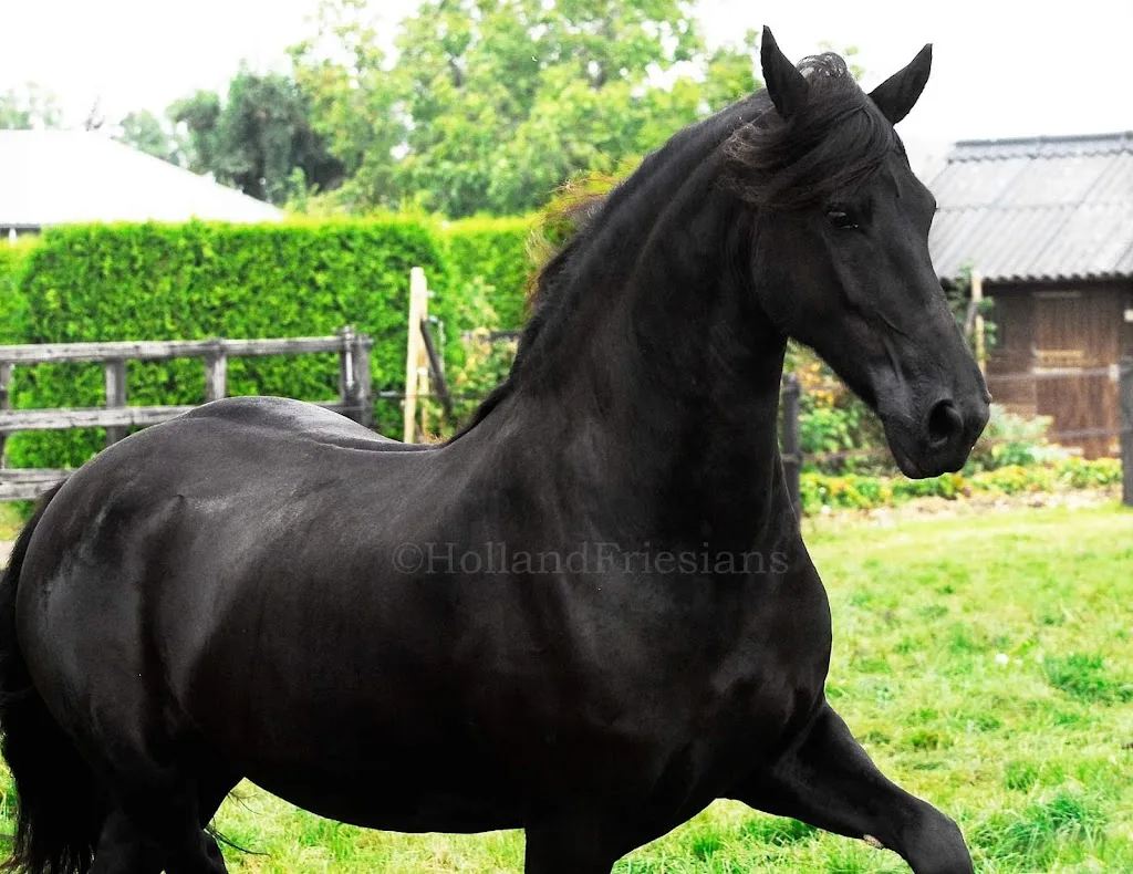 SD Stables - foto 2