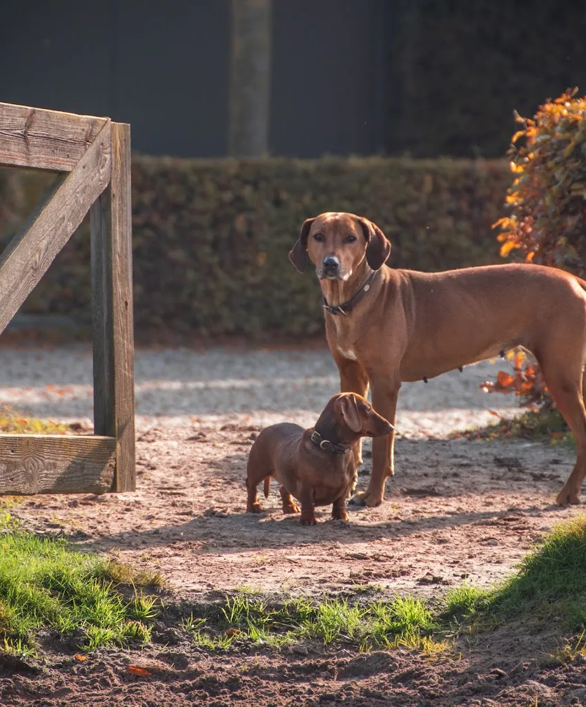Paardenopfok Melsen - foto 2