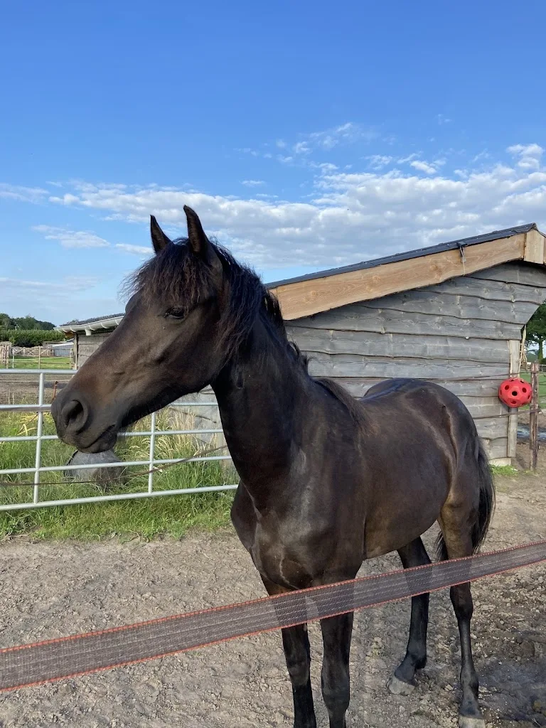Paardenopfok Melsen - foto 3