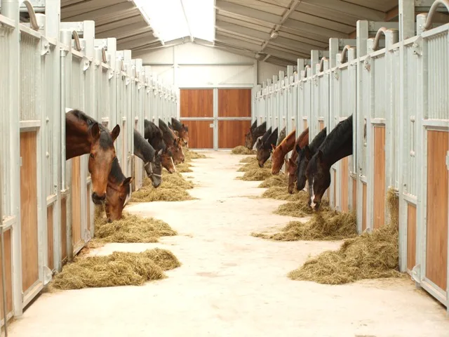 VDS-Paarden - foto 2