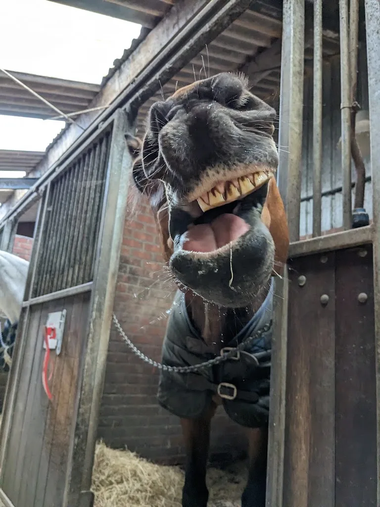 Manege RCA - foto 1