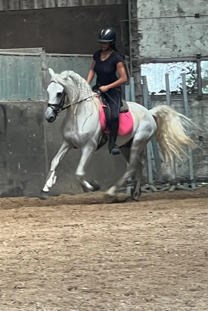 MKH Horses - foto 2