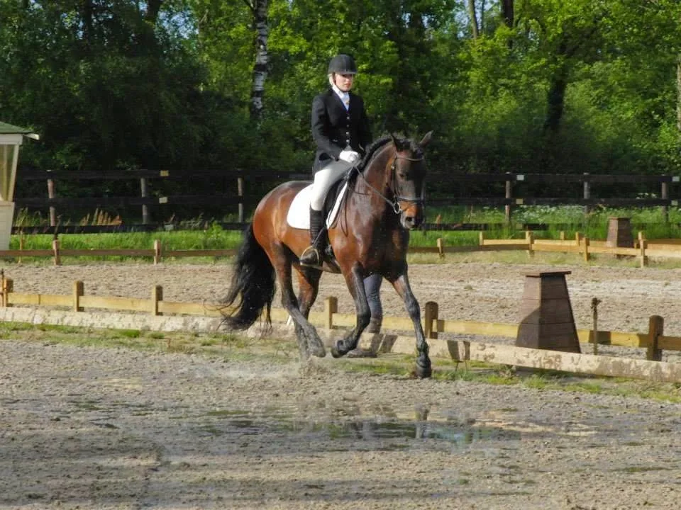 C & C Stables - foto 2