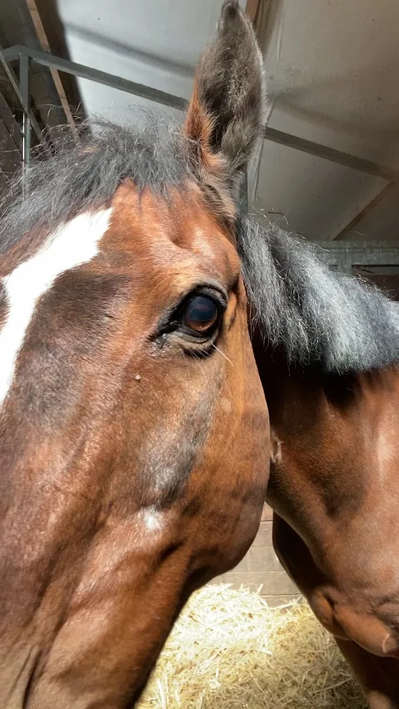 Manege De Wildhoef - foto 2