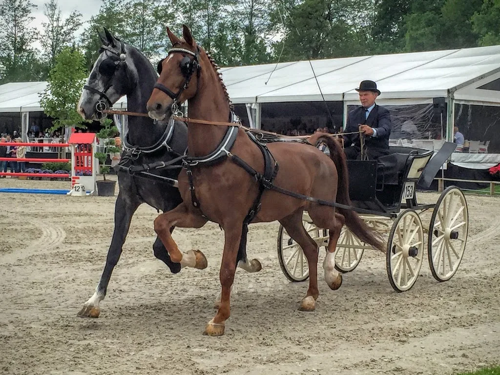 Kosse Sport Horses - foto 2