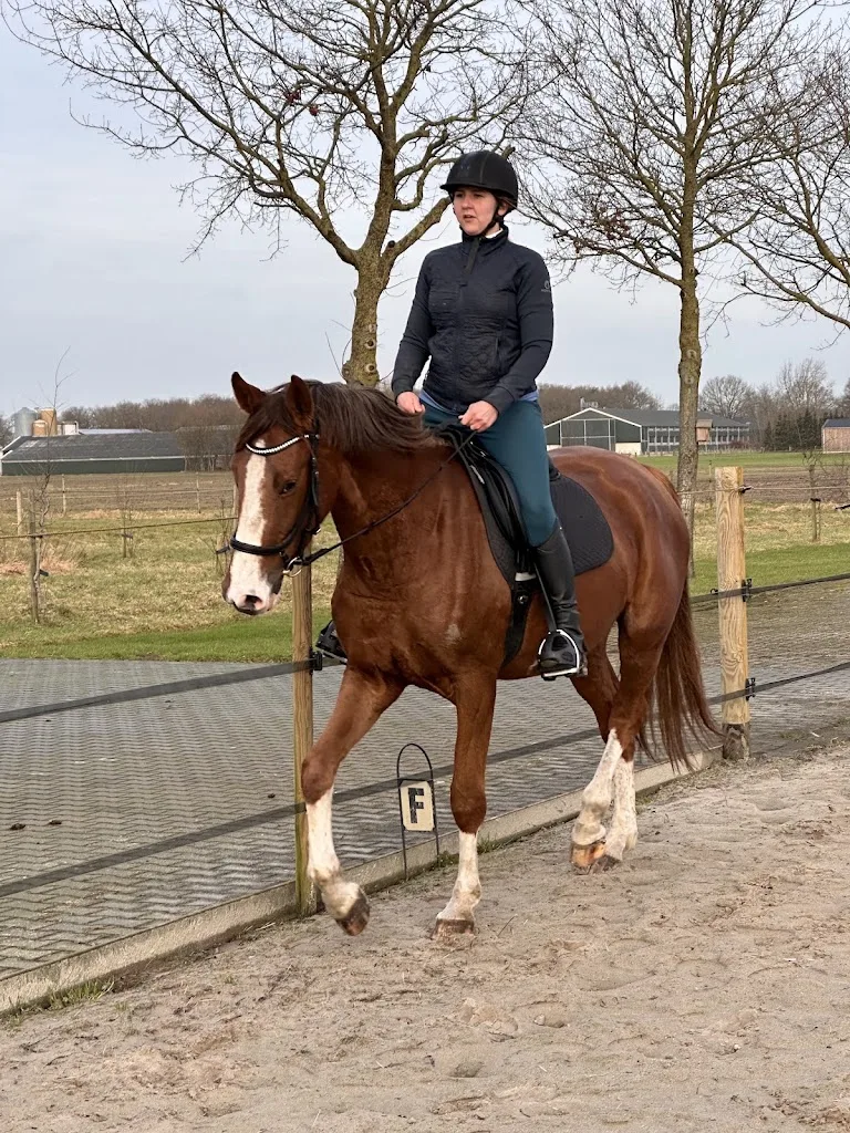 H & H Stables - foto 2