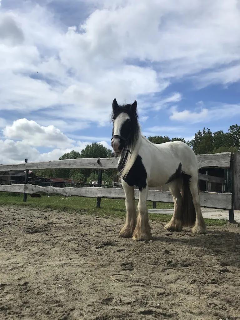 Natuurlijk Met Je Paard - foto 1
