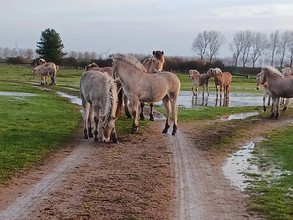 Natuurlijk Met Je Paard - foto 3