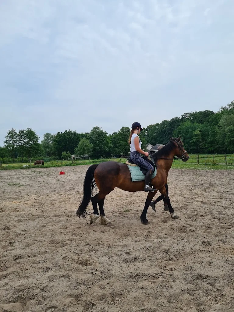 Paardenhouderij Koopman&Manege Loenen - foto 3