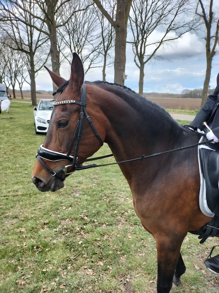 Stal de Ark - foto 2