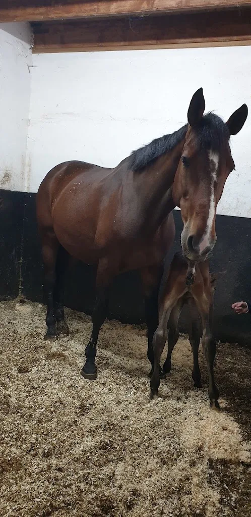 Van den Engh horses - foto 2
