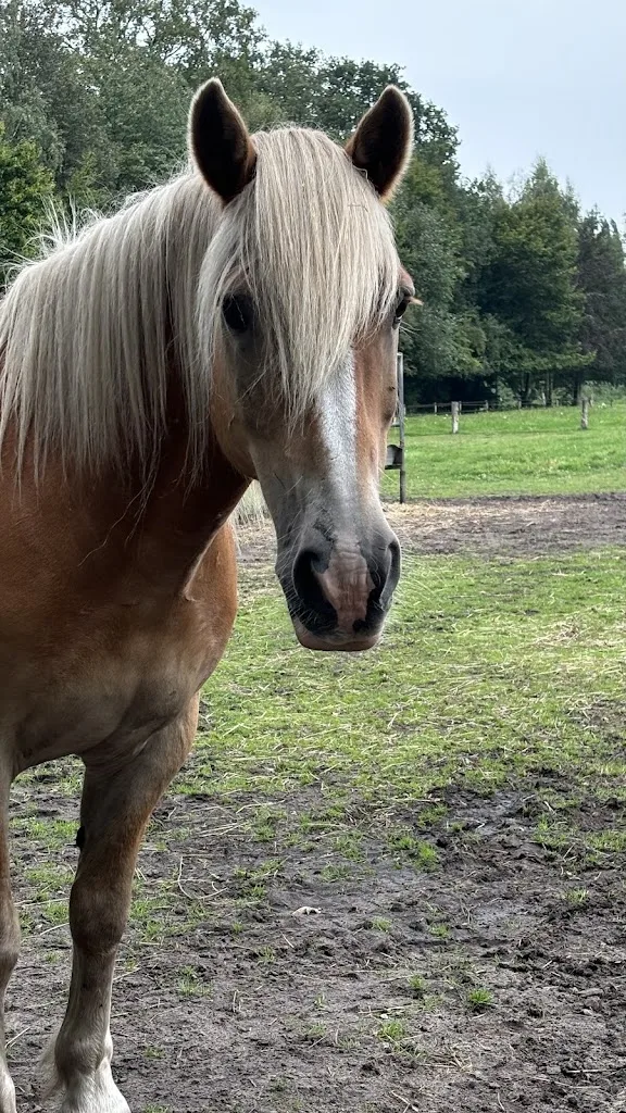 Van den Engh horses - foto 3