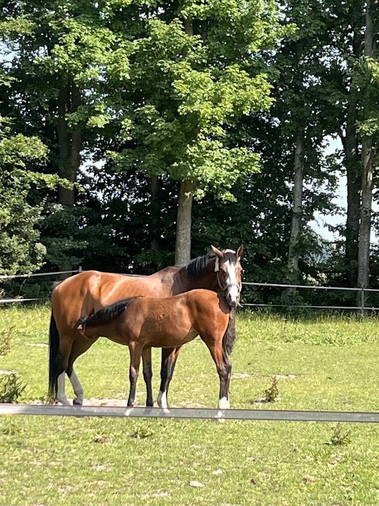 Paardehouderij, -Rijschool en Akkerbouwbedrijf Frederiks - foto 2