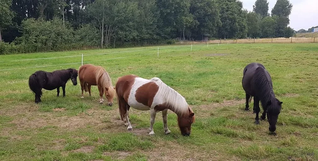 Den Ouden Stal - foto 2