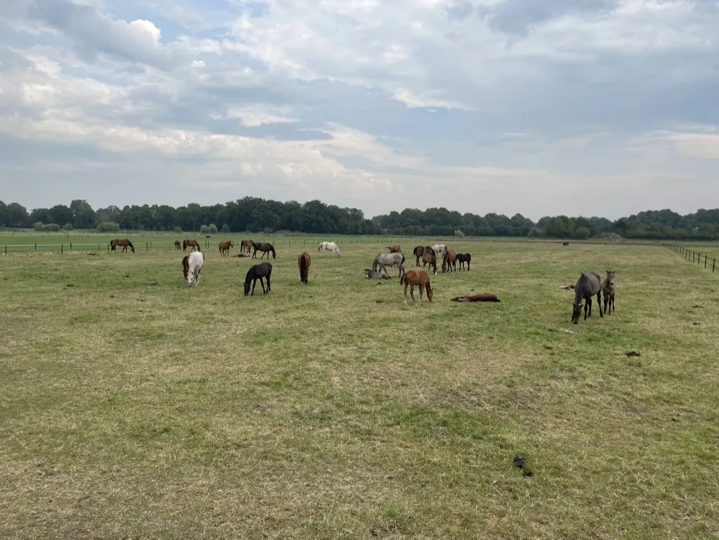 Stal 't Hofstee - foto 1