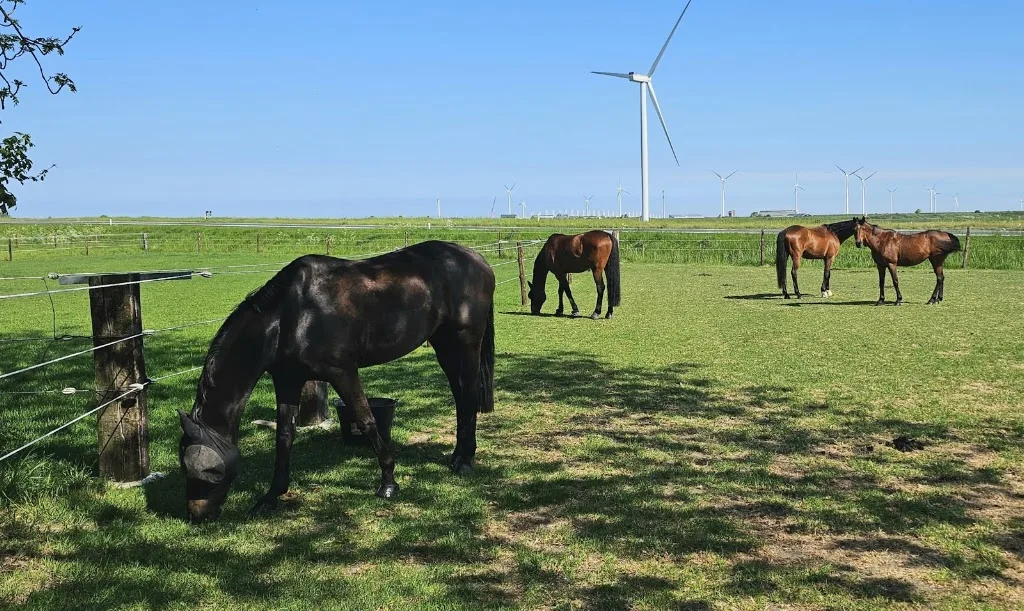 Oud Campen - foto 3