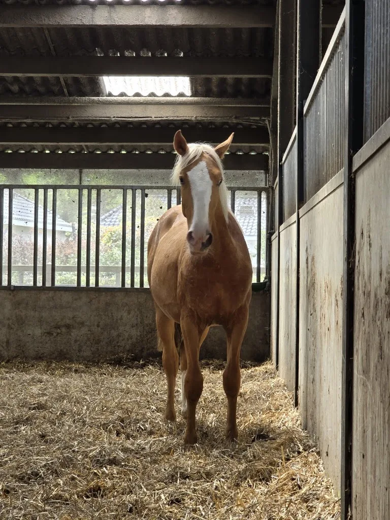 Veulen/ jonge paarden opfok Stal Van Laar - foto 2