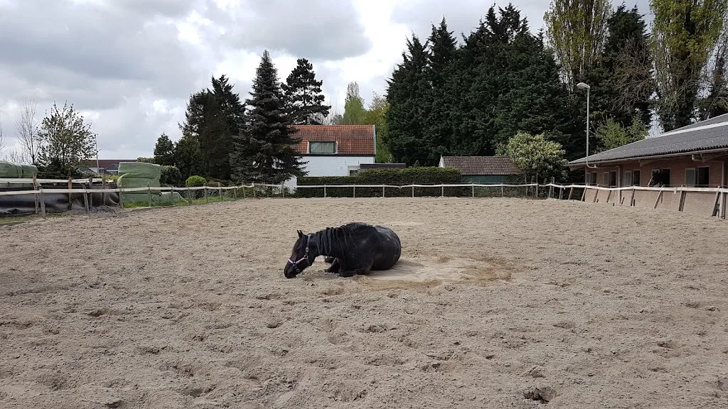 Paardenhouderij A. Hoogendonk - foto 2