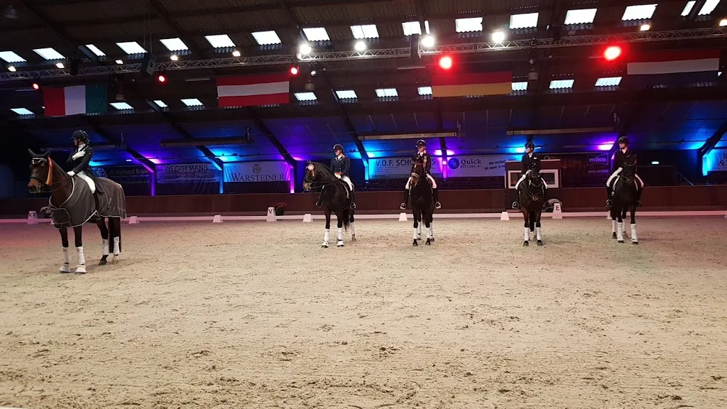NOOR IJslandse Paarden - foto 2