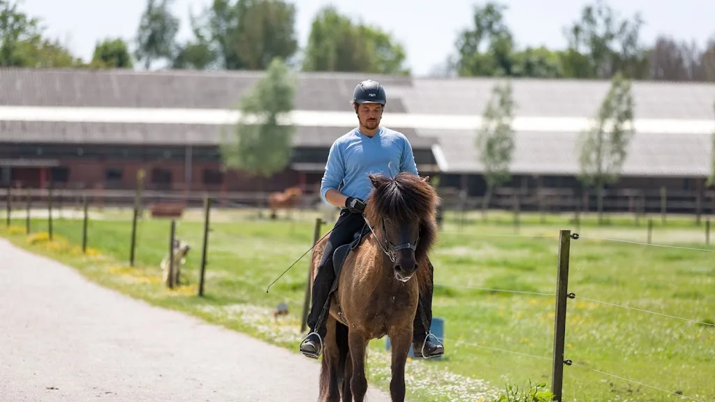 NOOR IJslandse Paarden - foto 3