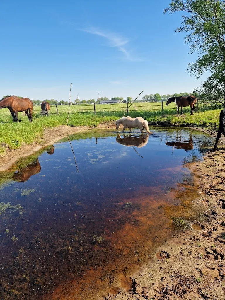 Old Horse Farm Rusthuis voor paarden en pony's - foto 2