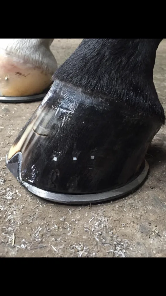 Paardenhouderij Boeve - foto 2