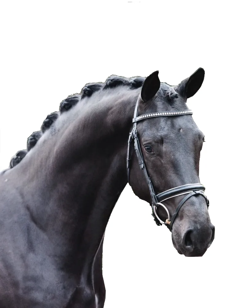 Paardenhouderij Boeve - foto 3