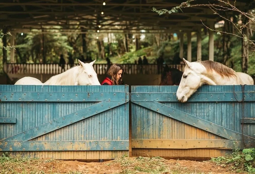 Mivadami Pensionstal, Paardencoaching & Dagbesteding - foto 3