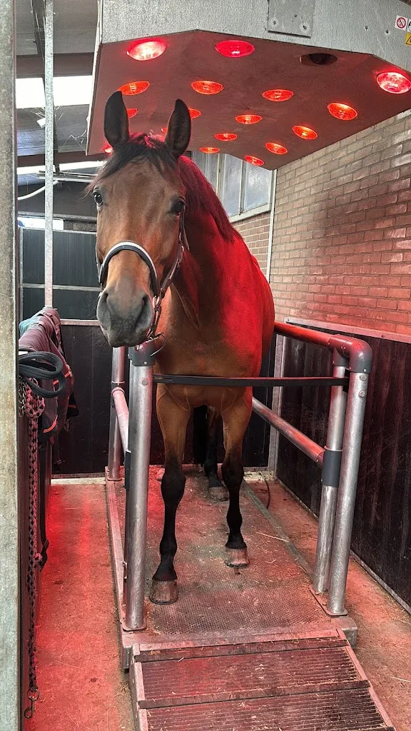 CALT Premium Stables - foto 2