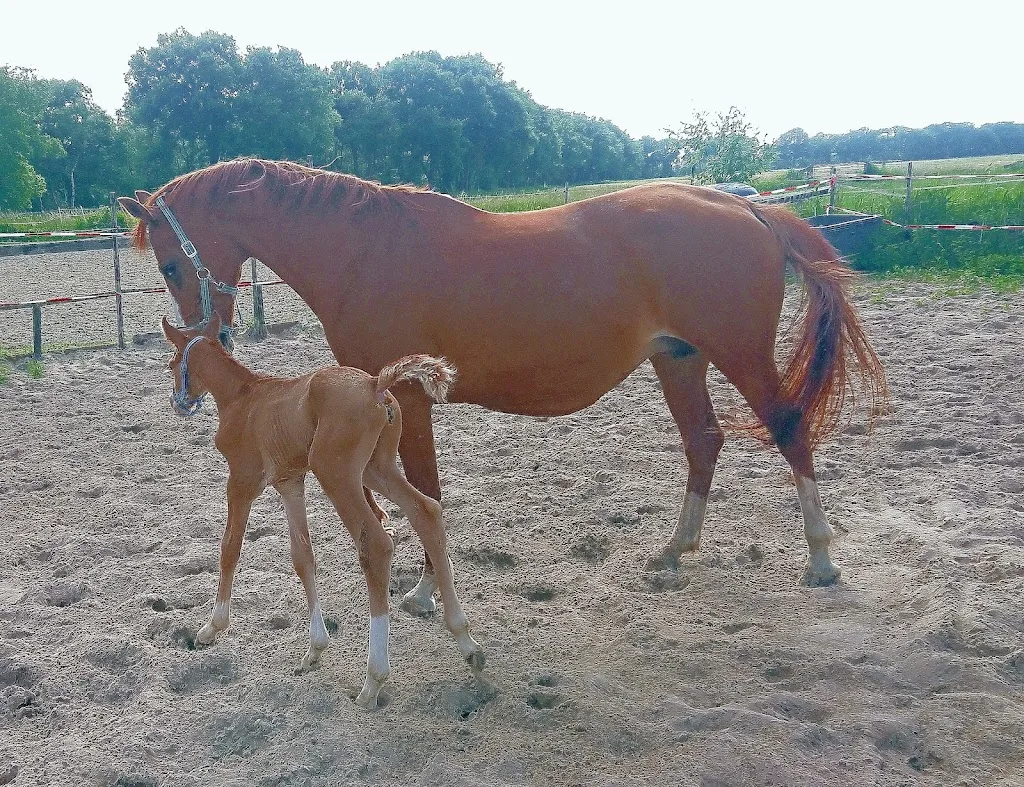 Bon Bon Paardenpension - foto 1
