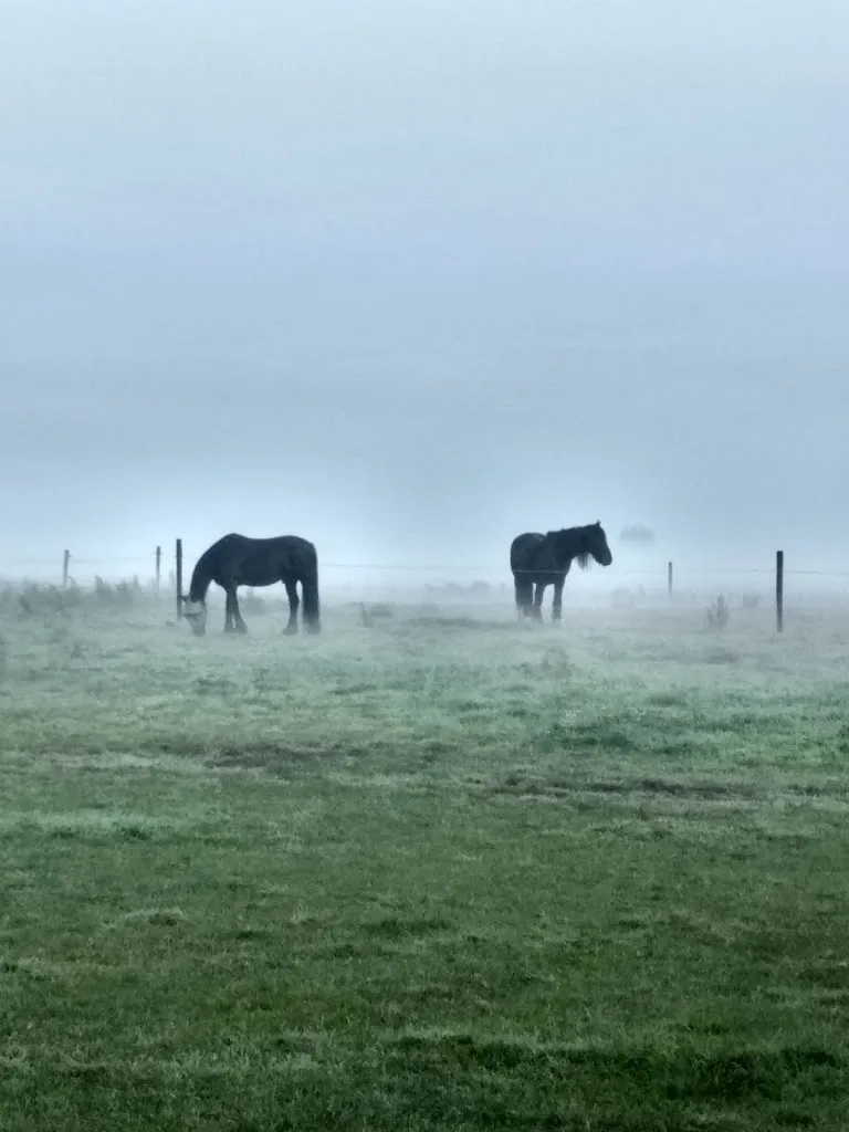 Bon Bon Paardenpension - foto 2