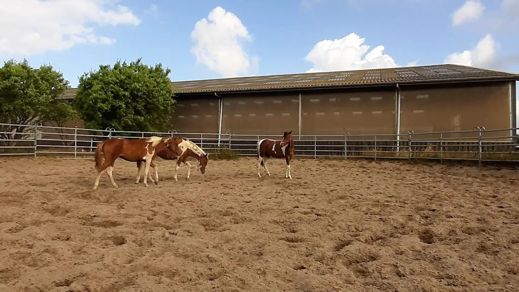 WK Sportpaarden - foto 1