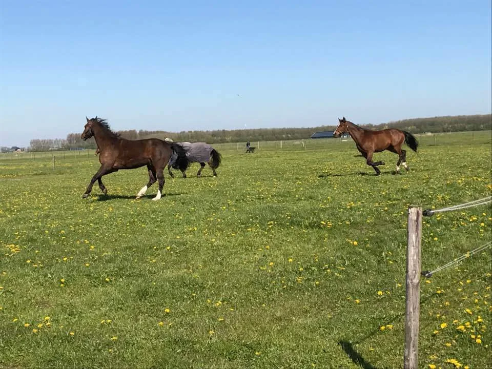 Stal Heringa - foto 1