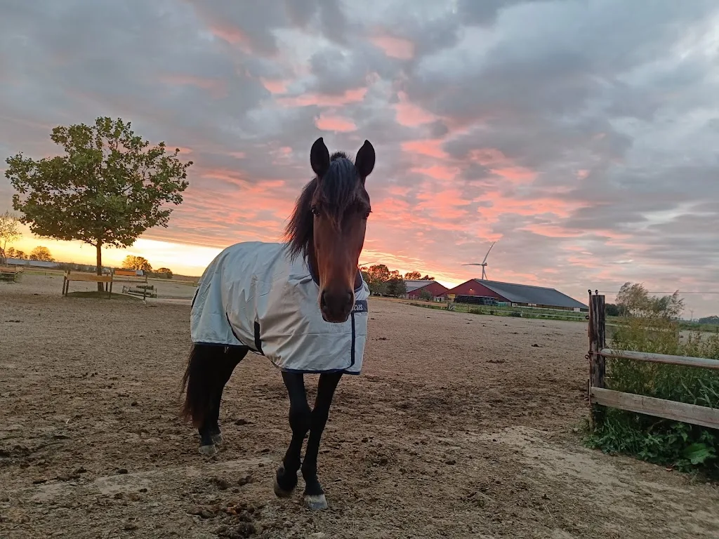 Koopman Horses - foto 2
