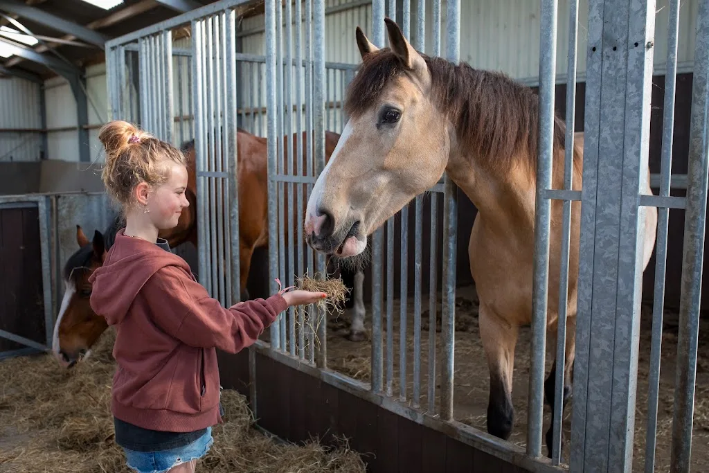 Manege en Pensionstal de Bosrand Drenthe - foto 1