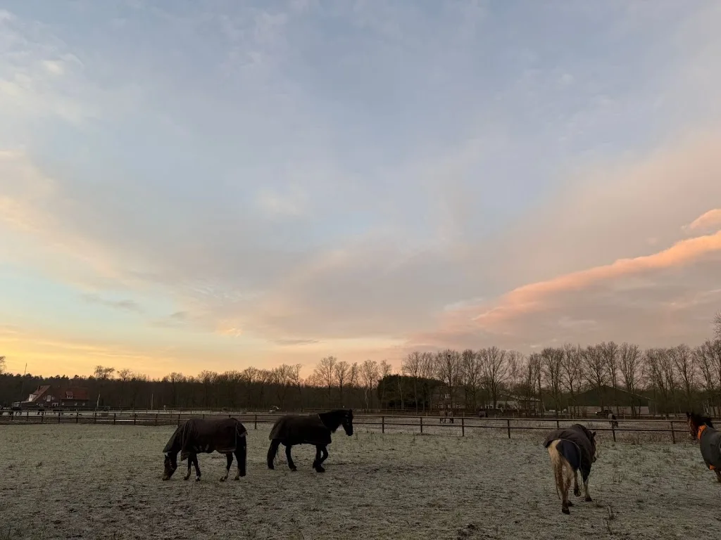 Manege en pensionstal DuikseHoef, Icelandichorses Mée Hestar - foto 2