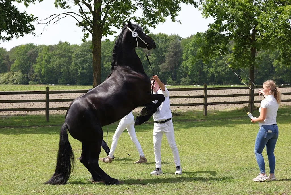 VDB Stables - foto 1