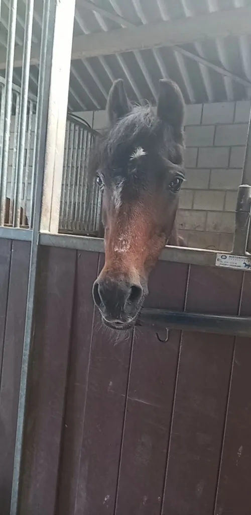 Hippisch Centrum Piaffe - foto 2