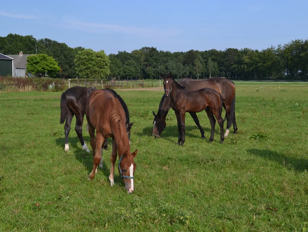 Paardenhouderij Stal Klein 's-Gravenmate - foto 2