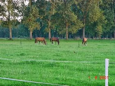 Paardenhouderij Stal Klein 's-Gravenmate - foto 3