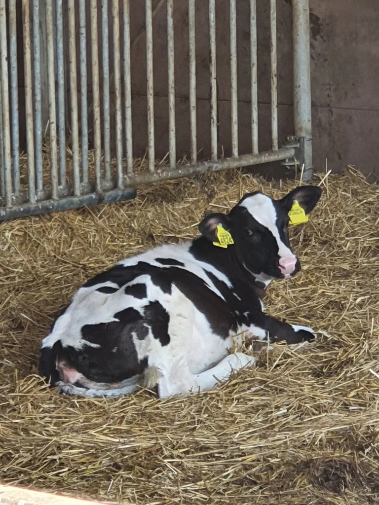 Boerderij Wieringen - foto 2
