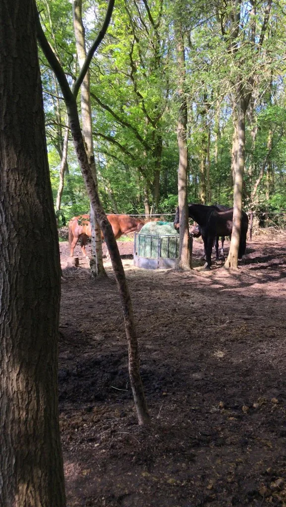De Paardenweide Paddock Paradise - foto 2