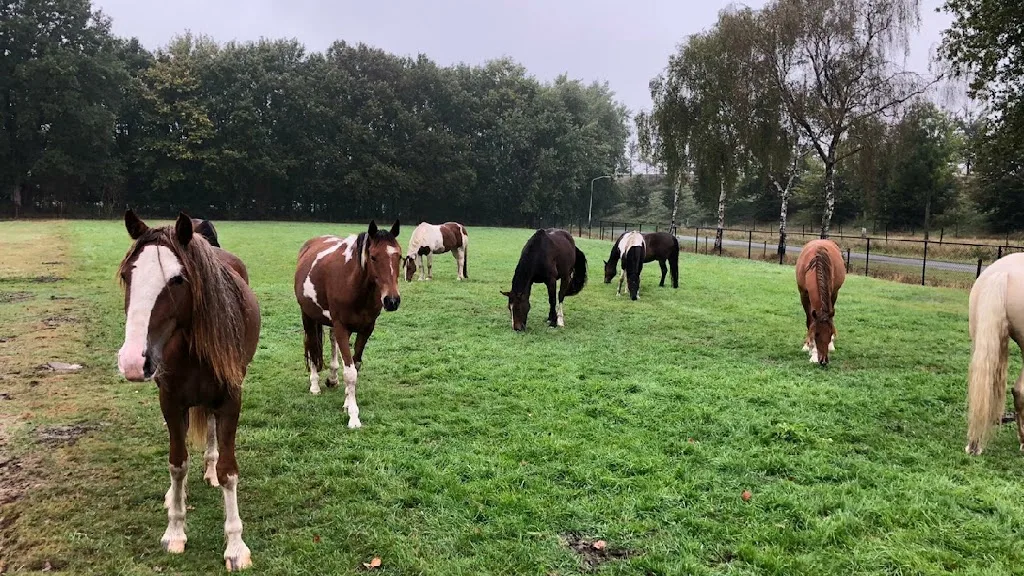Team X Horses B.V. - foto 2