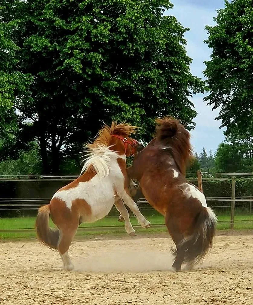 Team X Horses B.V. - foto 3