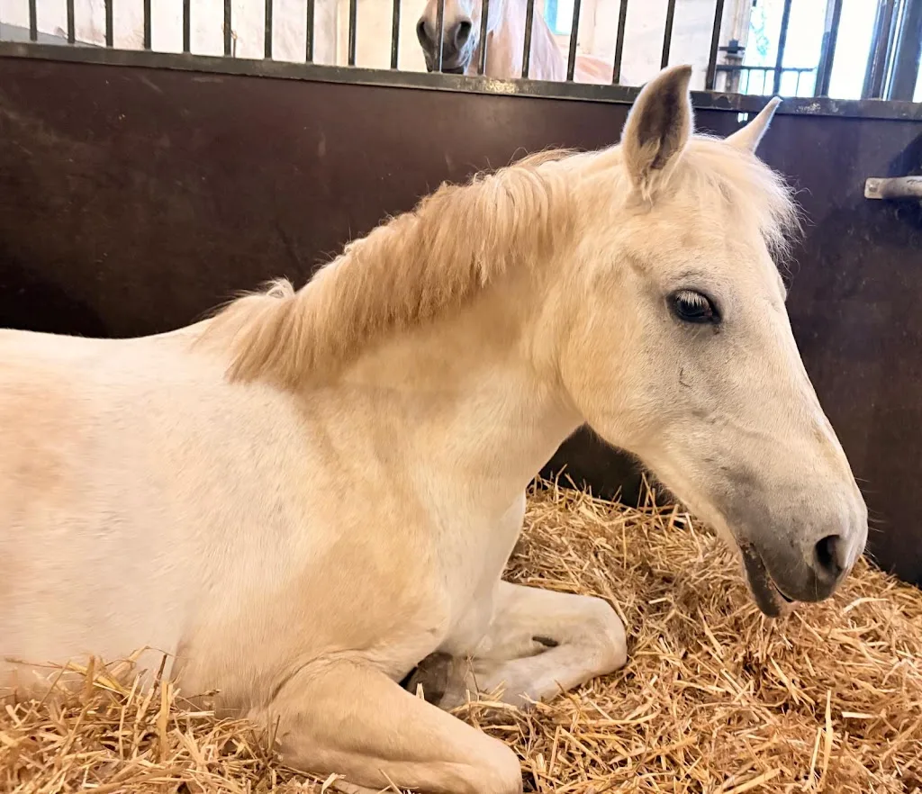 Manege Kennemergaarde - foto 1