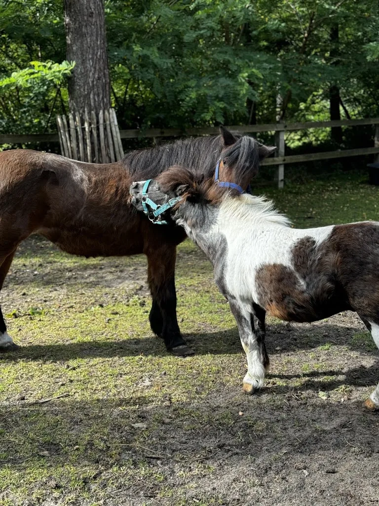 Pony Manege Ommerland - foto 2