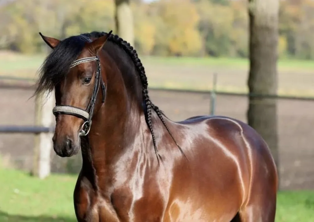 van Lakwijk Sporthorses - foto 2