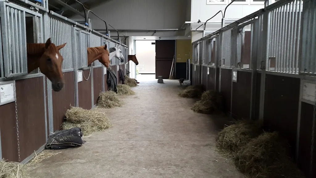 Stoeterij Galloper - foto 1